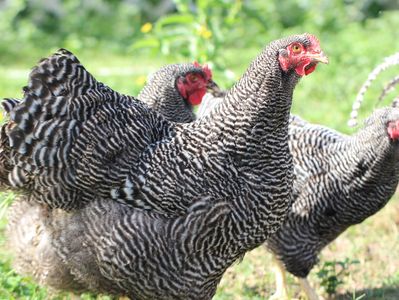 Barred Plymouth Rock